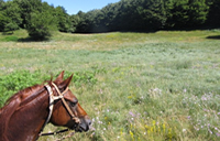 passeggiata a cavallo