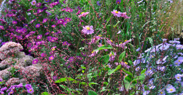 i fiori del mare riccione